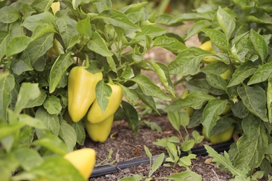 Photo of Bell pepper bush, closeup view. Harvesting time
