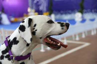 Closeup view of cute Dalmatian indoors at dog show