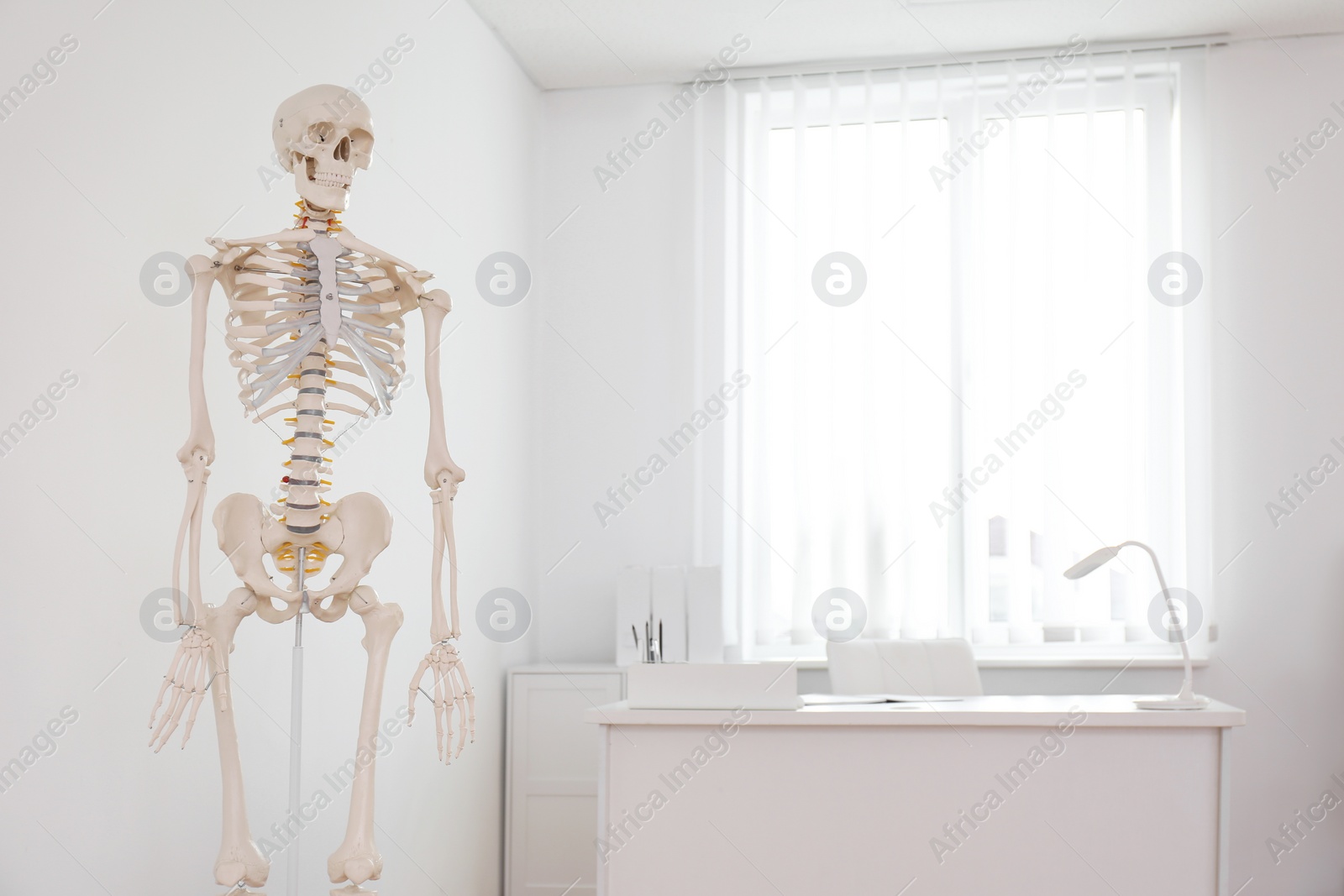 Photo of Human skeleton model in modern orthopedist's office