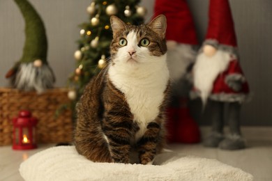 Cute cat sitting on soft pillow near Christmas decor at home. Adorable pet