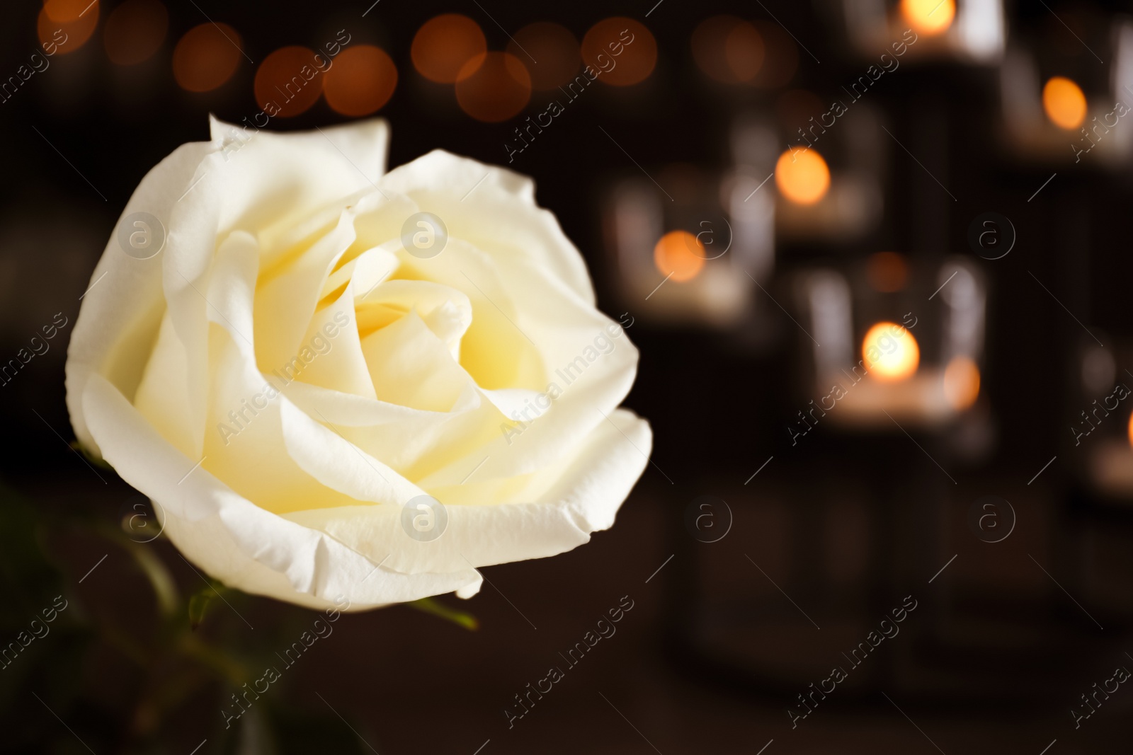 Photo of White rose and blurred burning candles on background, space for text. Funeral symbol