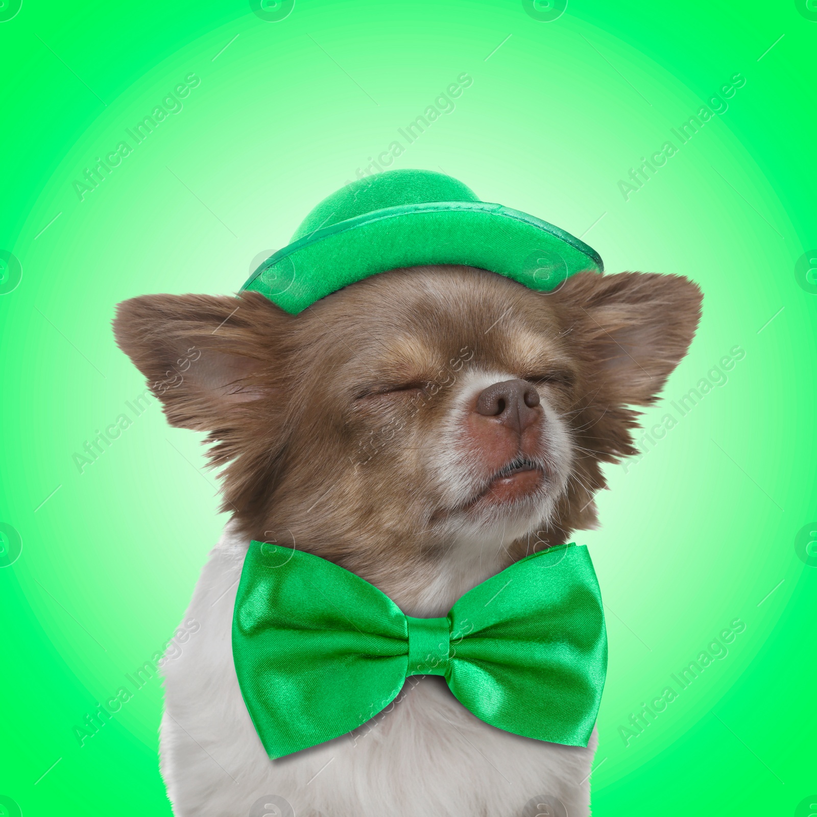 Image of St. Patrick's day celebration. Cute Chihuahua dog with bow tie and leprechaun hat on green background