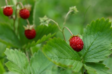 Photo of Small wild strawberries growing outdoors on summer day
