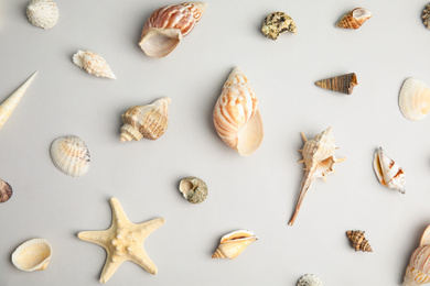 Different beautiful sea shells on light grey background, flat lay