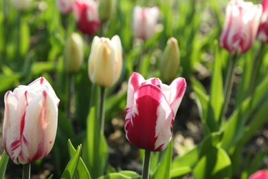 Photo of Beautiful blooming tulips outdoors on sunny day