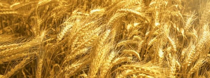 Image of Beautiful field with ripe wheat crop. Banner design