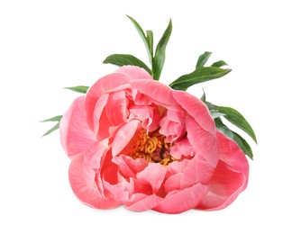 Photo of Beautiful blooming pink peony isolated on white