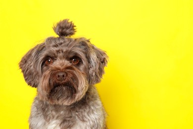 Photo of Cute Maltipoo dog on yellow background, space for text. Lovely pet