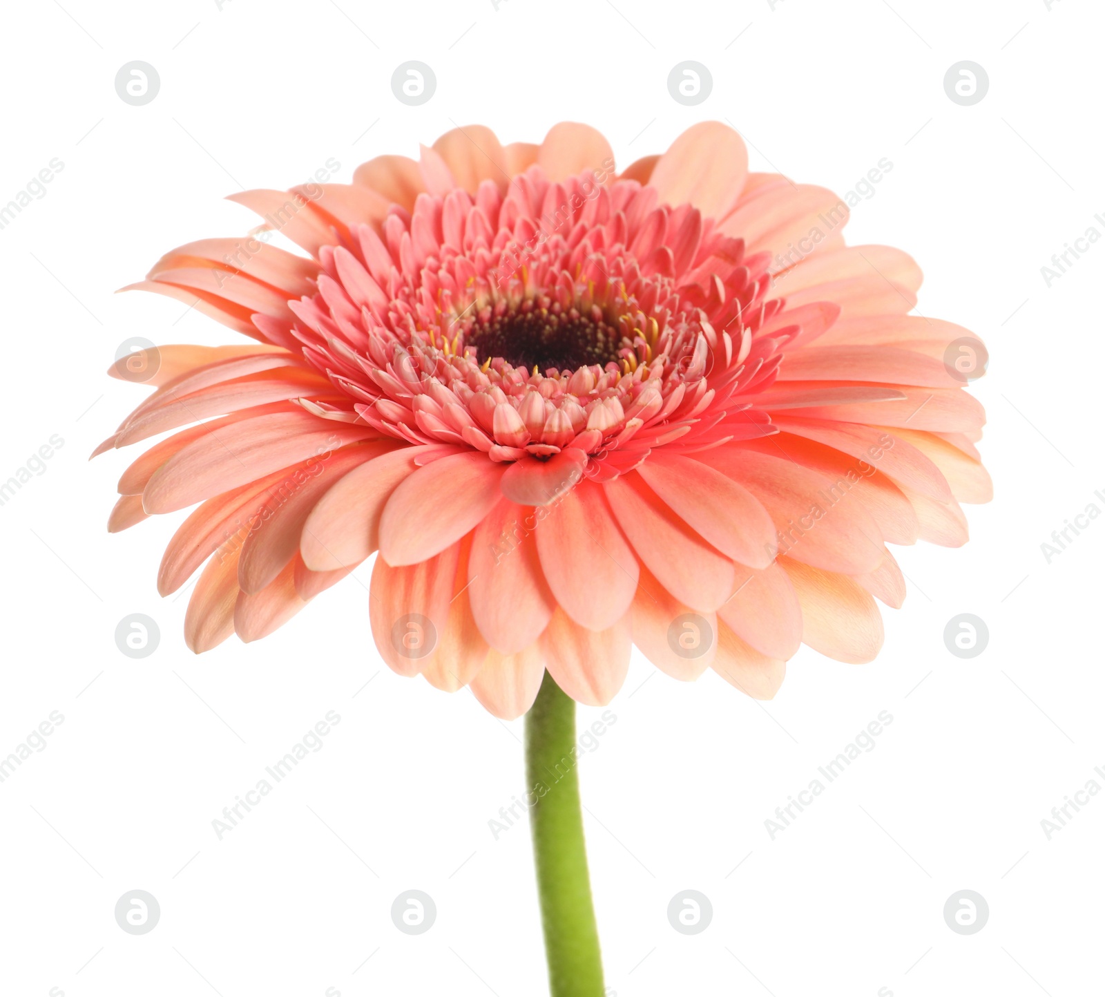 Photo of Beautiful pink gerbera flower isolated on white