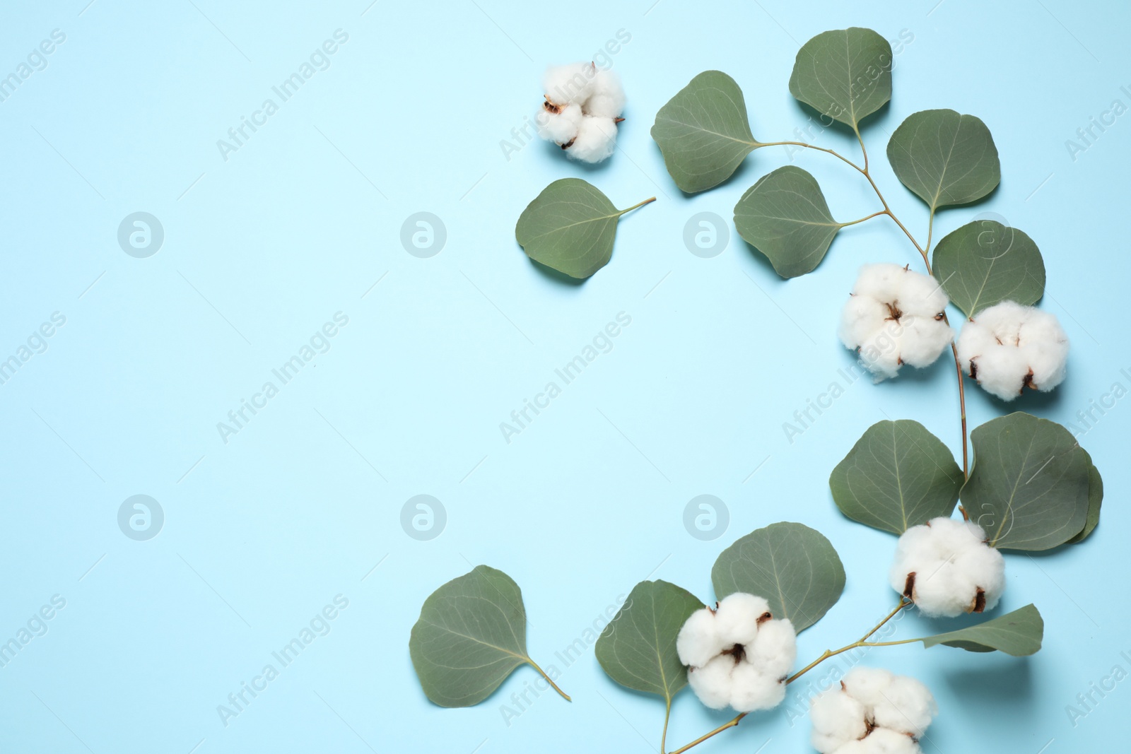 Photo of Beautiful floral composition with cotton flowers on light blue background, flat lay. Space for text