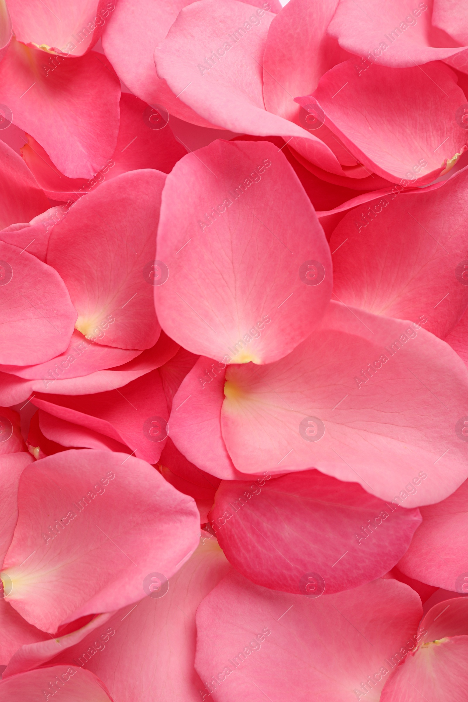 Photo of Fresh pink rose petals as background, closeup