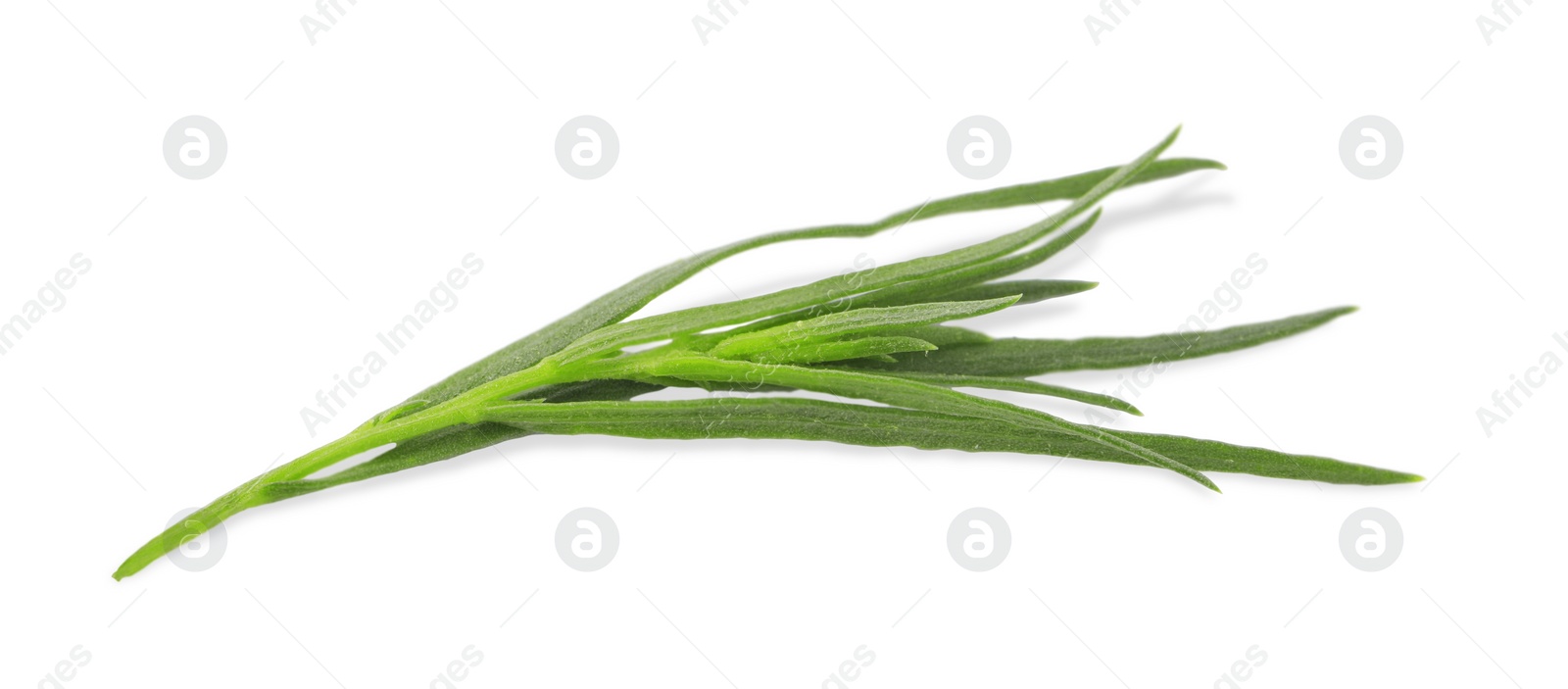 Photo of One sprig of fresh tarragon on white background