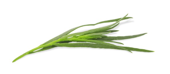 Photo of One sprig of fresh tarragon on white background