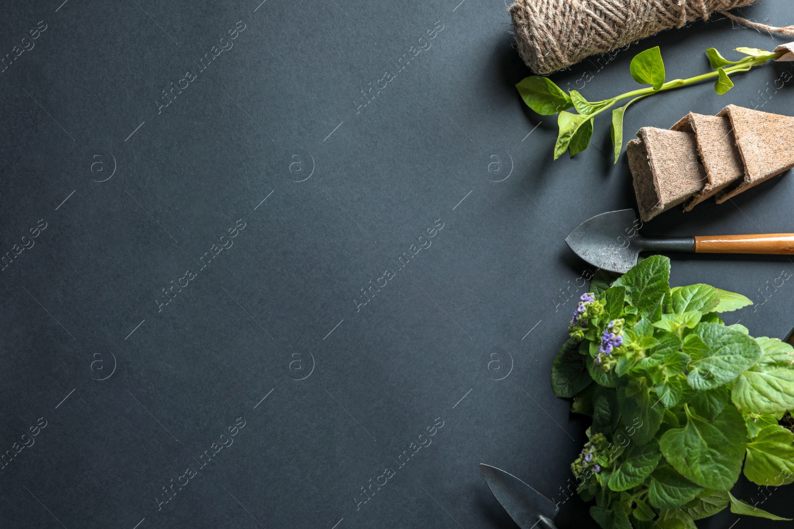 Photo of Flat lay composition with gardening tools and plants on black background