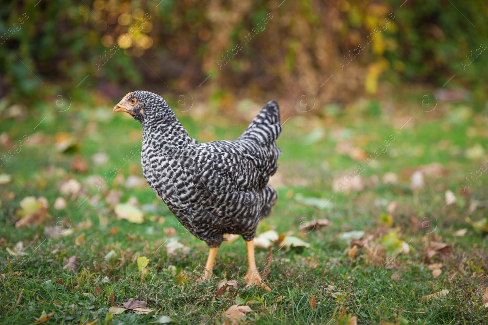 Photo of Beautiful chicken in yard on farm. Domestic animal