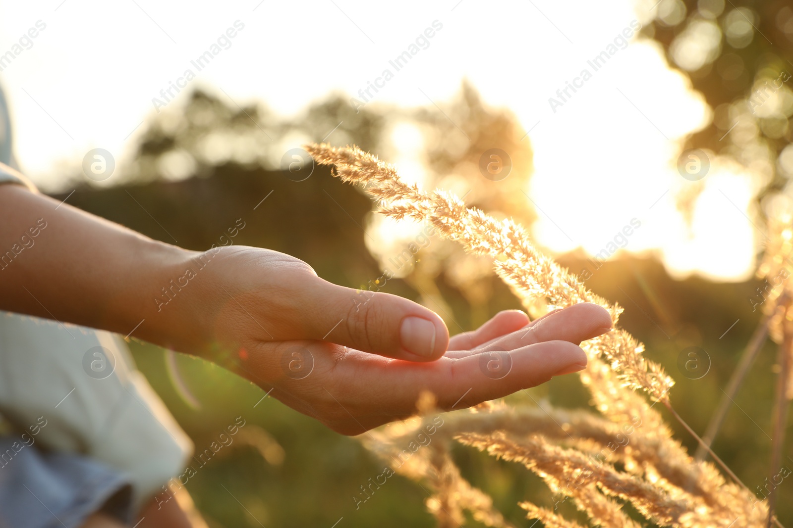 Photo of Woman walking through meadow and touching reed grass at sunset, closeup