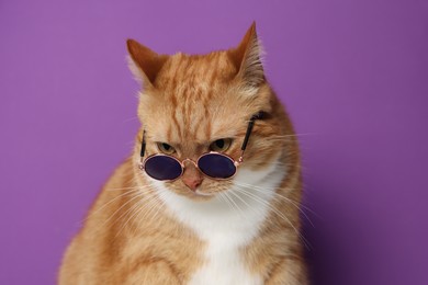 Photo of Cute ginger cat with sunglasses on purple background. Adorable pet