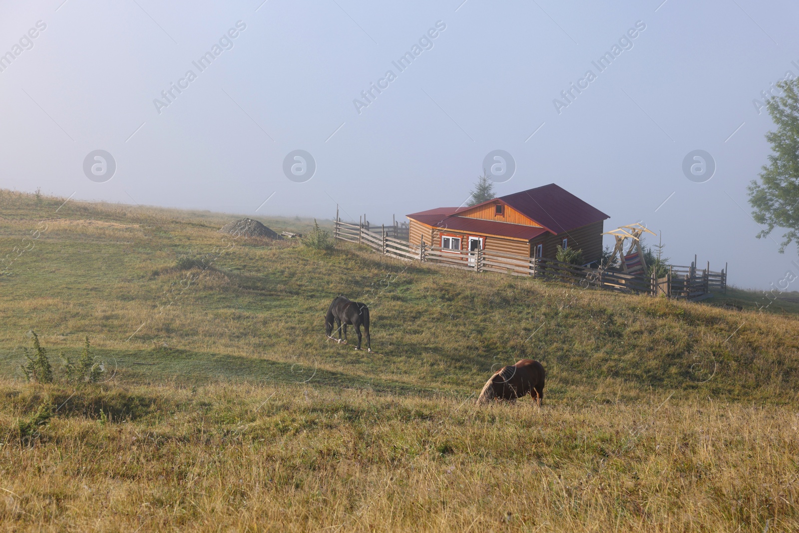 Photo of Horses grazing on pasture outdoors in misty morning. Lovely domesticated pets