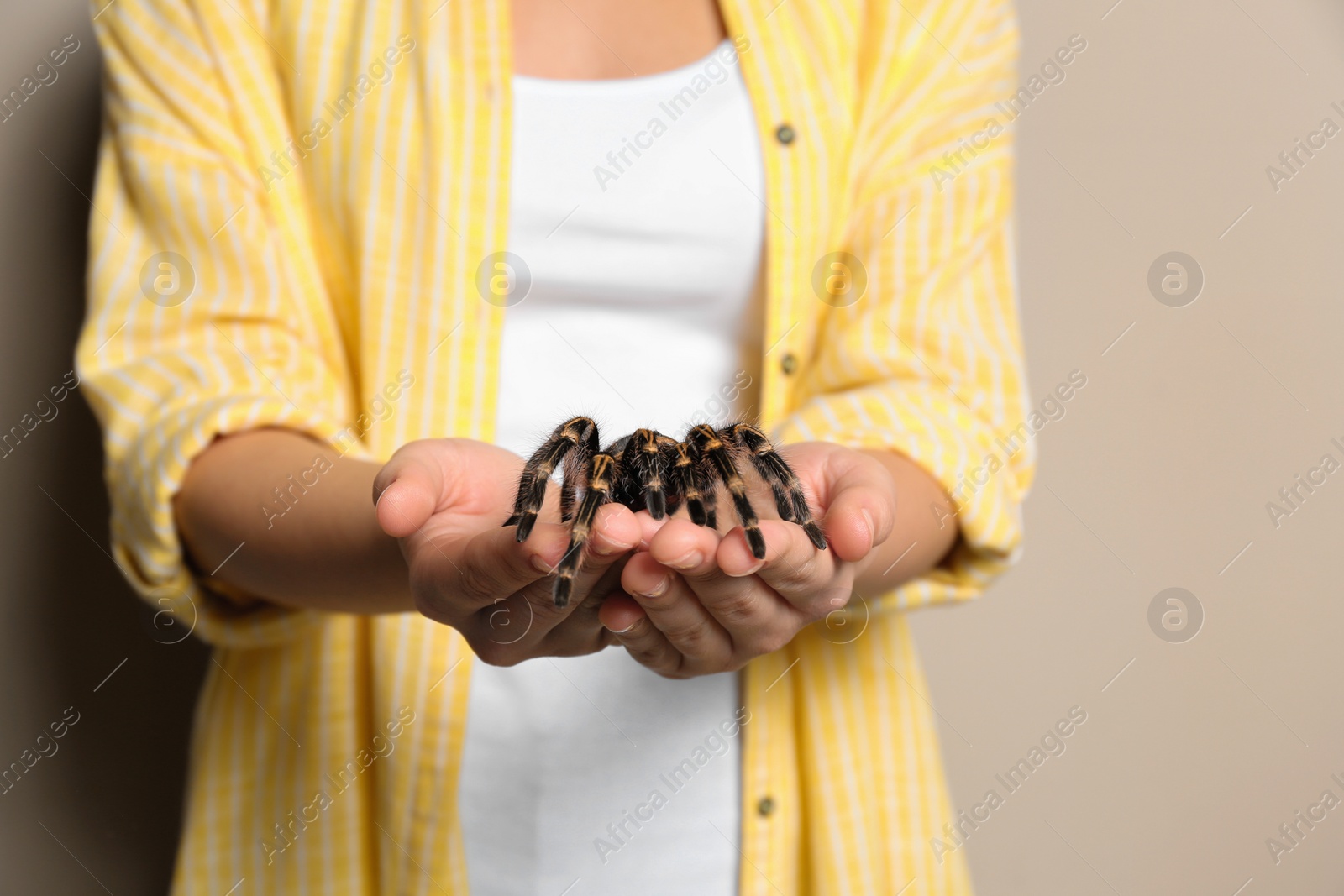 Photo of Woman holding striped knee tarantula on beige background, closeup