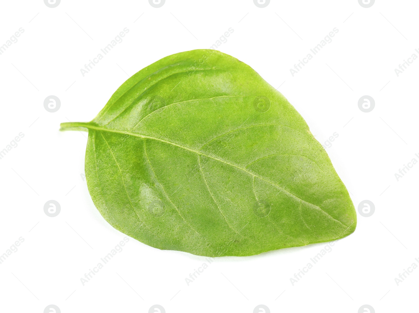 Photo of Fresh green basil leaf on white background, top view