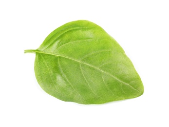 Fresh green basil leaf on white background, top view