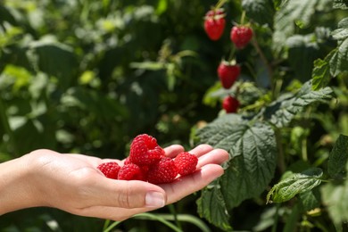 Photo of Woman picking ripe raspberries from bush outdoors, closeup