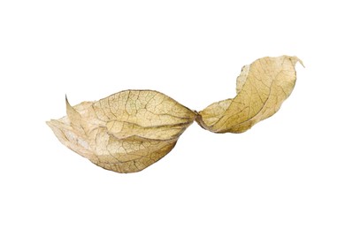 Photo of Dry calyx of physalis plant isolated on white