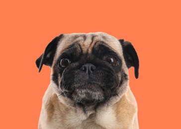 Image of Happy cute pug dog on pale orange background