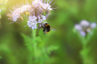Bumblebee on beautiful blooming flower in meadow at summer, closeup. Space for text