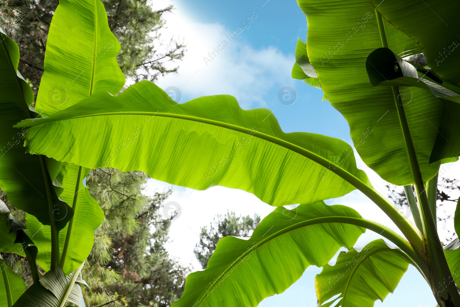 Photo of Banana plants with beautiful green leaves outdoors, low angle view. Tropical vegetation