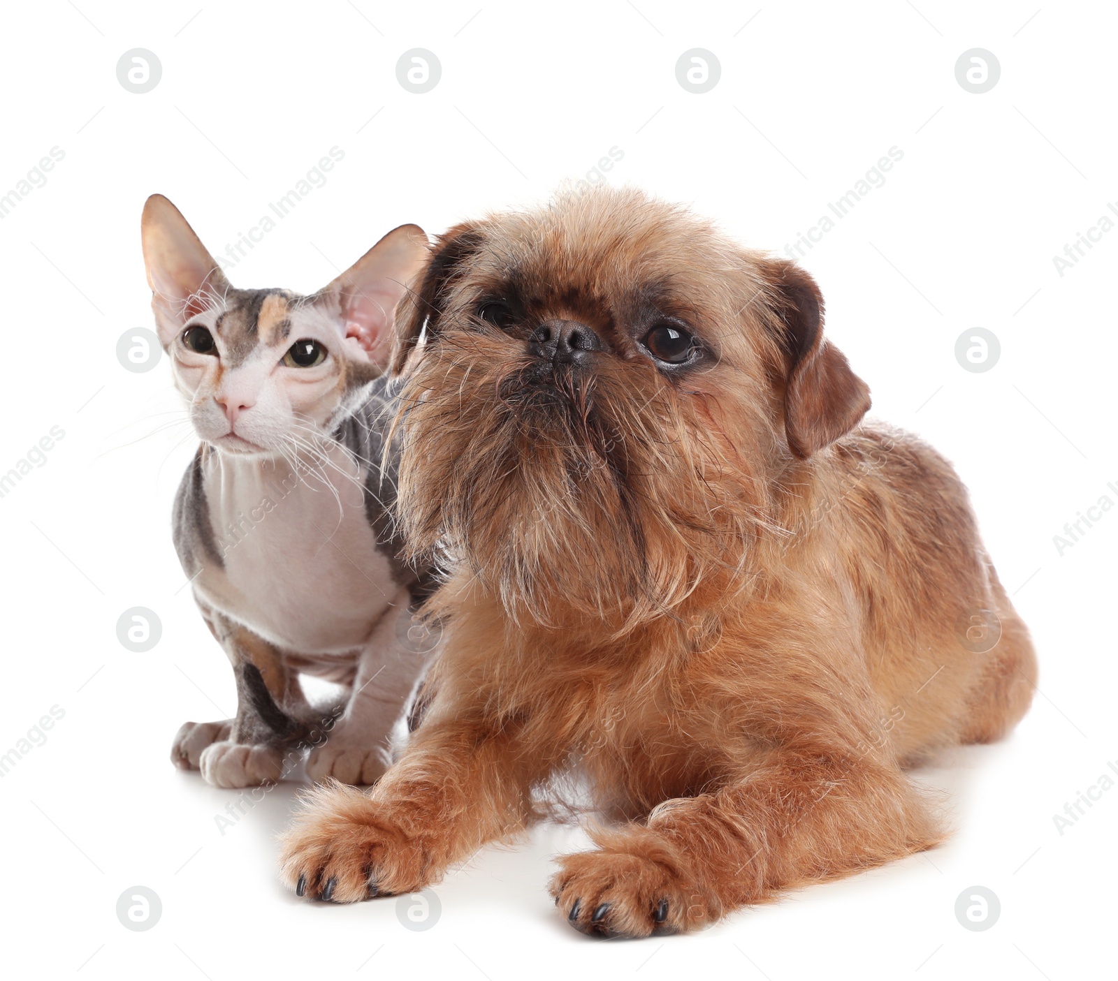 Photo of Adorable dog and cat together on white background. Friends forever