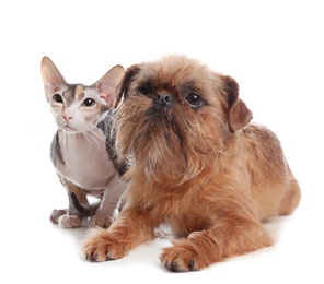 Adorable dog and cat together on white background. Friends forever