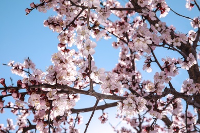 Photo of Closeup view of blossoming apricot tree on sunny day outdoors. Springtime