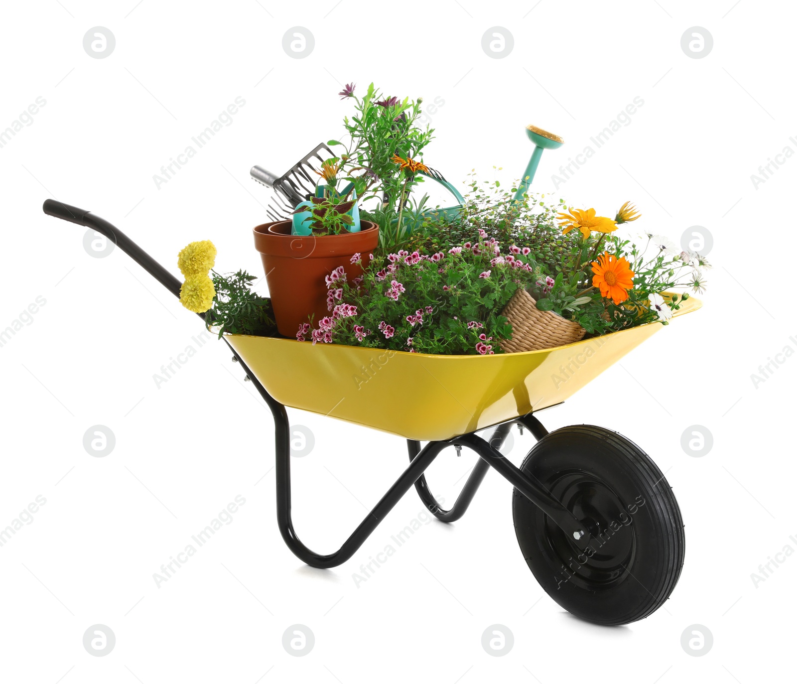 Photo of Wheelbarrow with flowers and gardening tools isolated on white