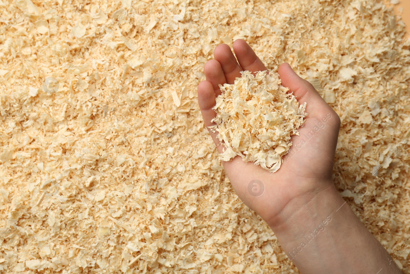 Photo of Woman holding dry natural sawdust, top view