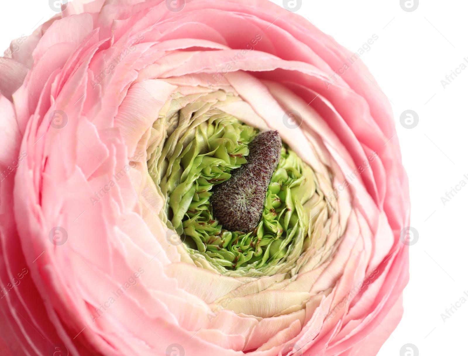 Photo of Beautiful ranunculus flower on white background, closeup