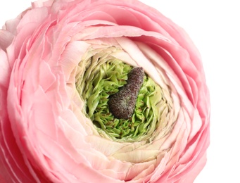 Photo of Beautiful ranunculus flower on white background, closeup