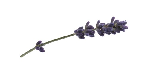 Photo of Beautiful lavender flower isolated on white. Fresh herb