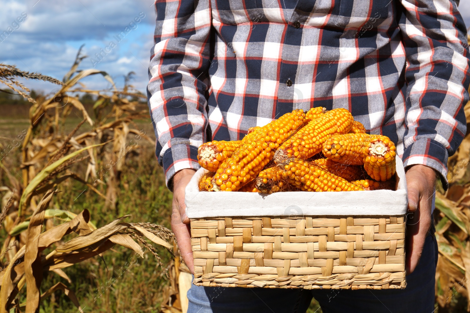 Photo of Man holding wicker basket with delicious ripe corn cobs in field, closeup