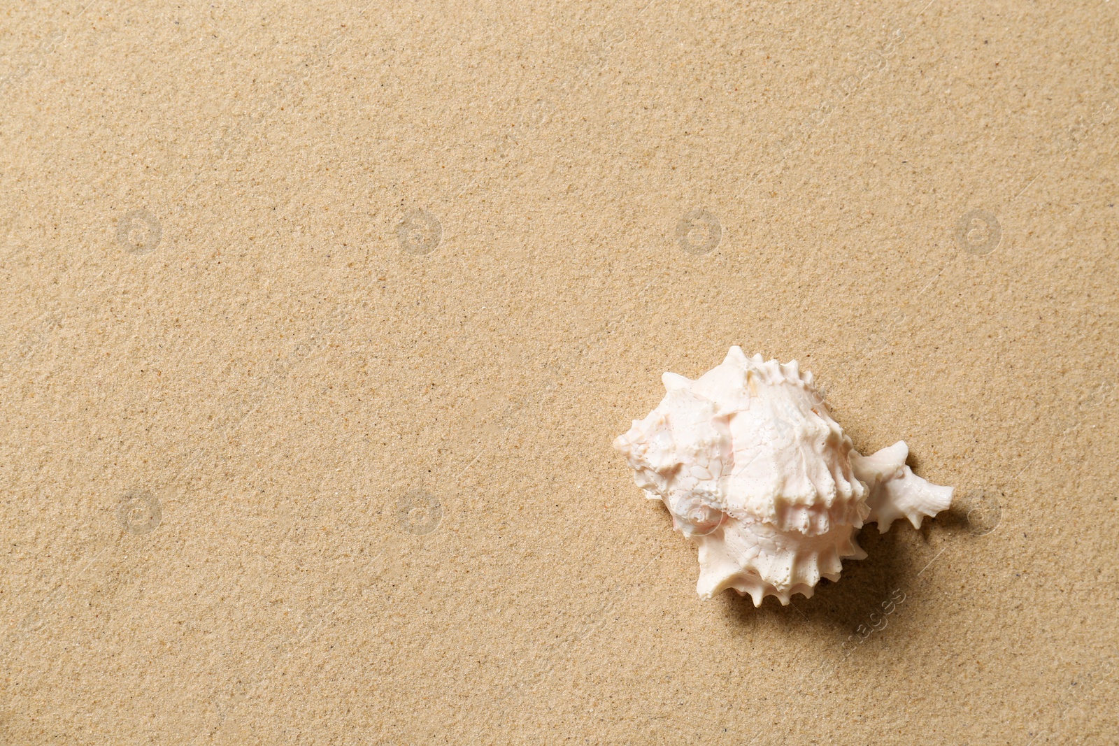 Photo of Beautiful seashell and space for text on beach sand, top view. Summer vacation