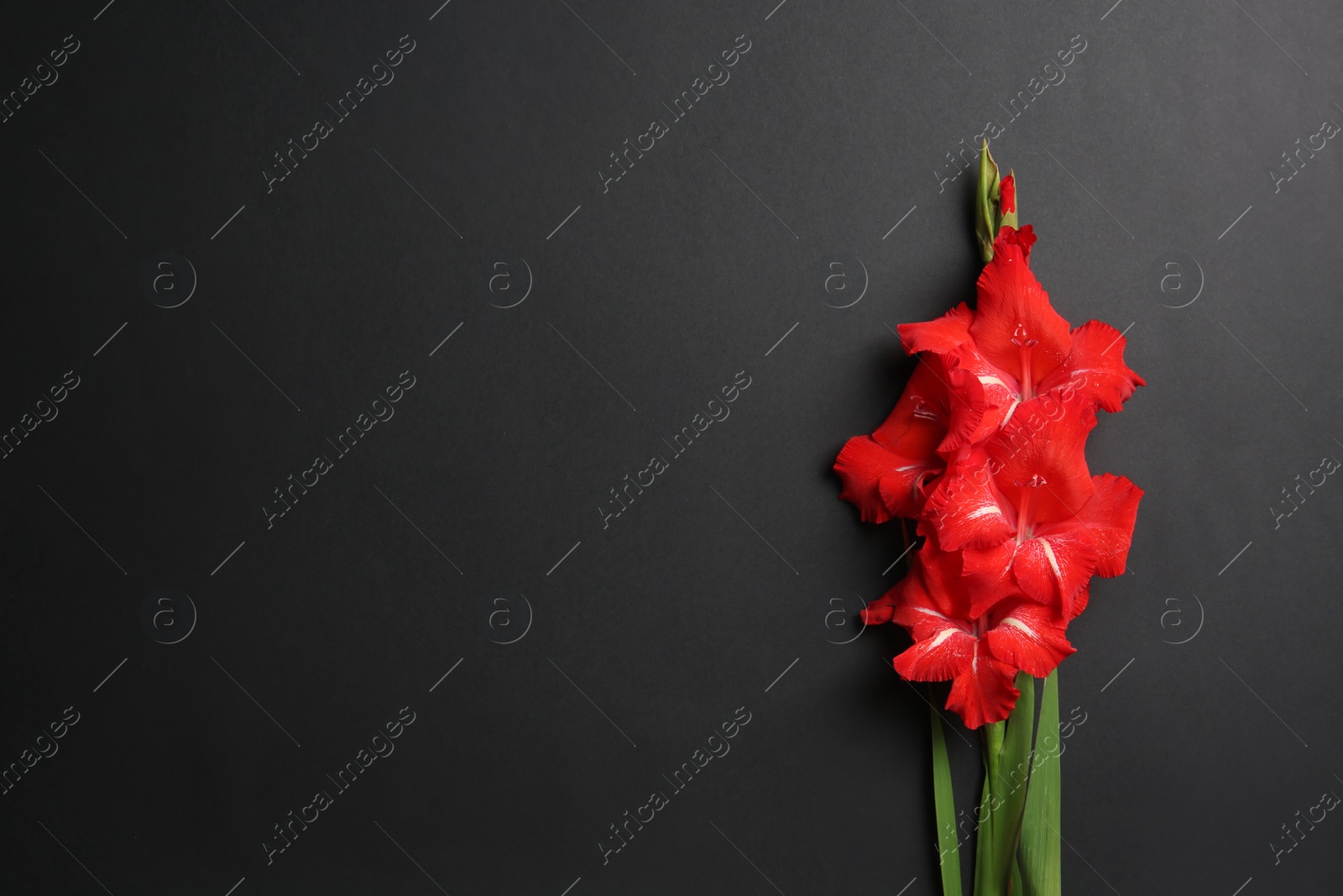 Photo of Beautiful gladiolus flowers on dark background, top view