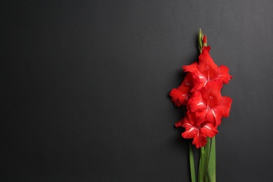 Beautiful gladiolus flowers on dark background, top view