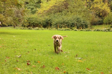 Cute Labrador Retriever puppy with ball running on green grass in park