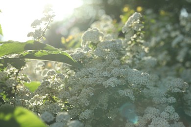Beautiful spiraea shrub with white blossom on sunny day