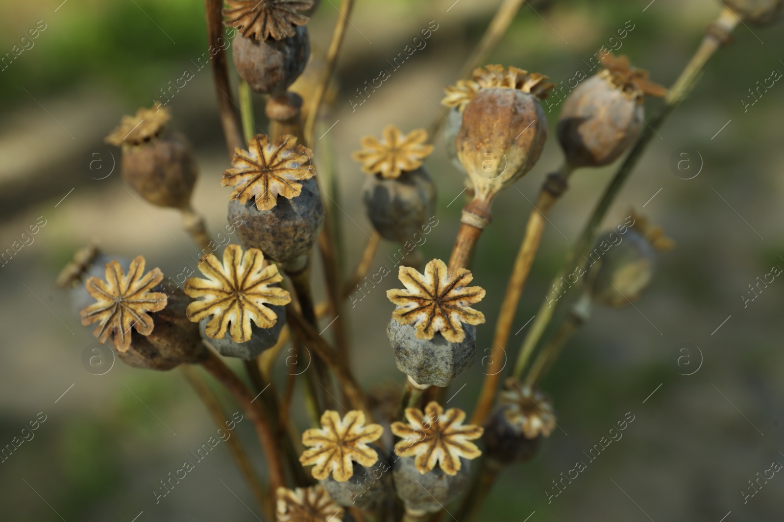 Photo of Many dry poppy heads outdoors, closeup view