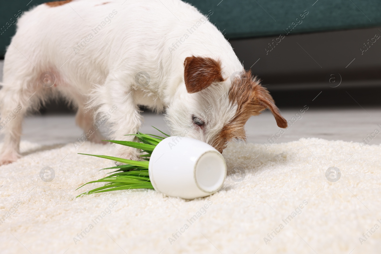 Photo of Cute dog near overturned houseplant on rug indoors