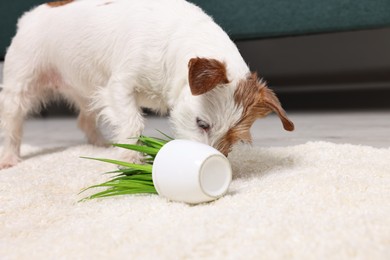 Cute dog near overturned houseplant on rug indoors