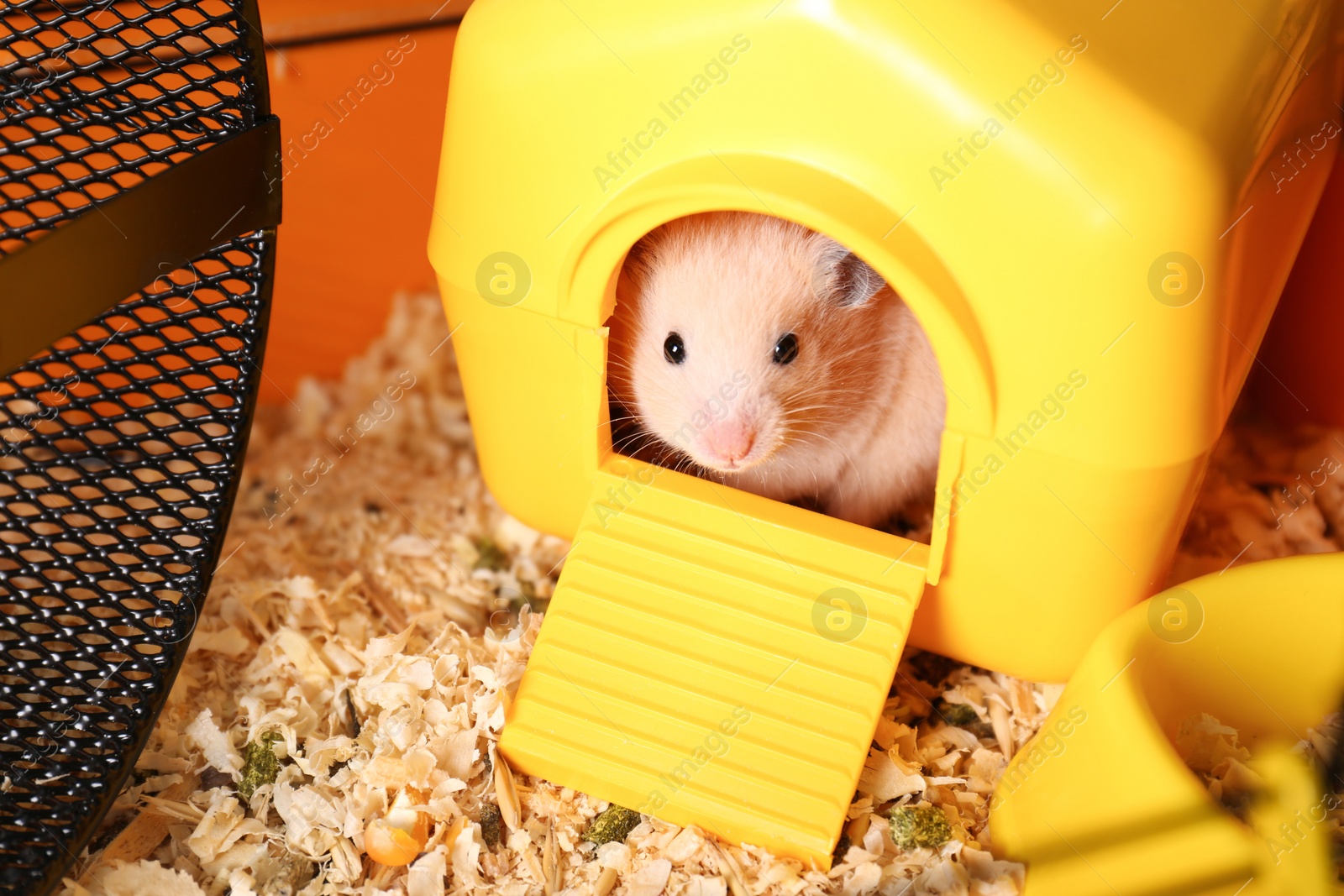 Photo of Cute little hamster inside decorative house in cage