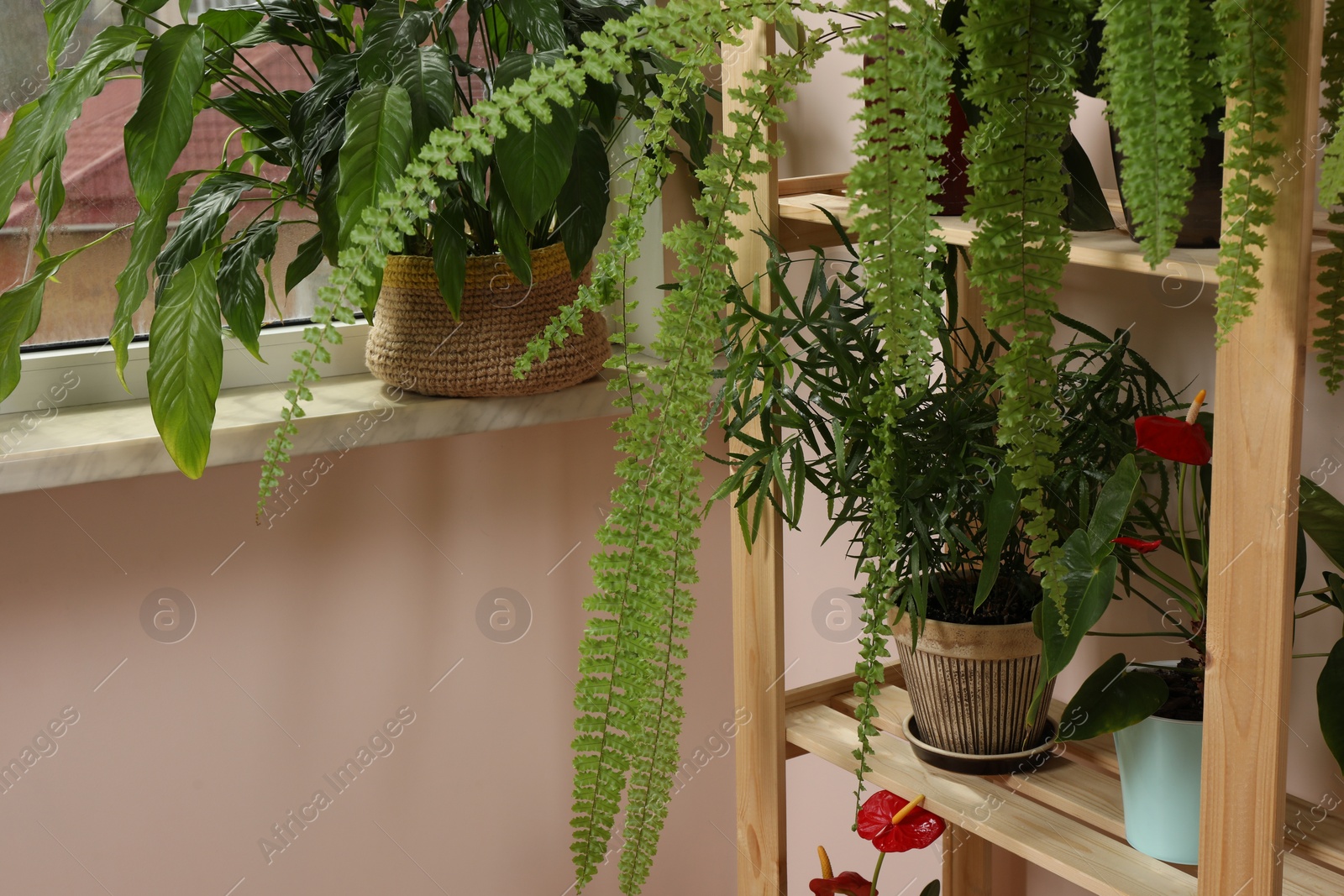 Photo of Beautiful houseplants in pots near window indoors. House decor