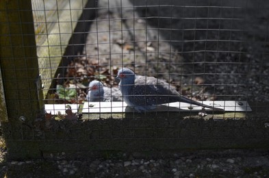 Beautiful diamond doves at zoo on sunny day